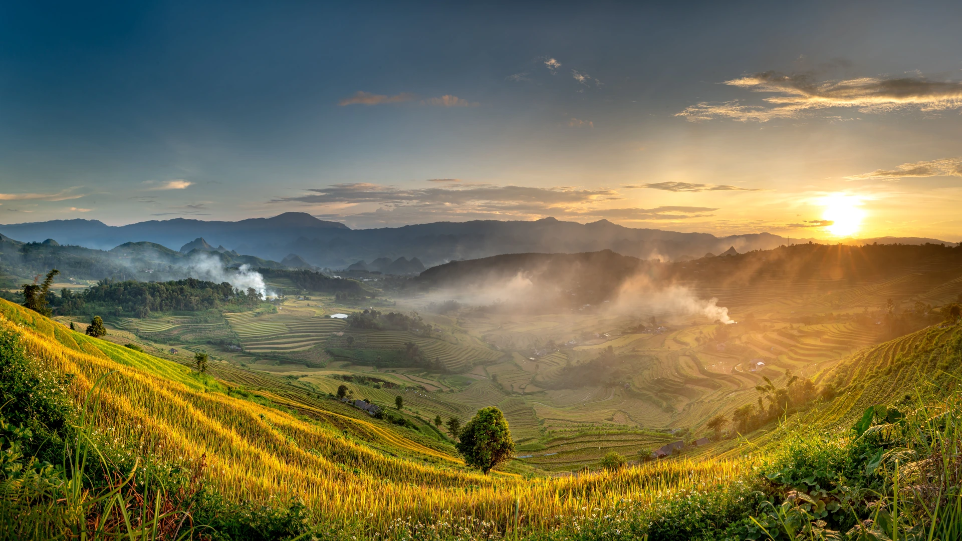 Terraced rice fields in golden evening light, with a lone tree on the hillside